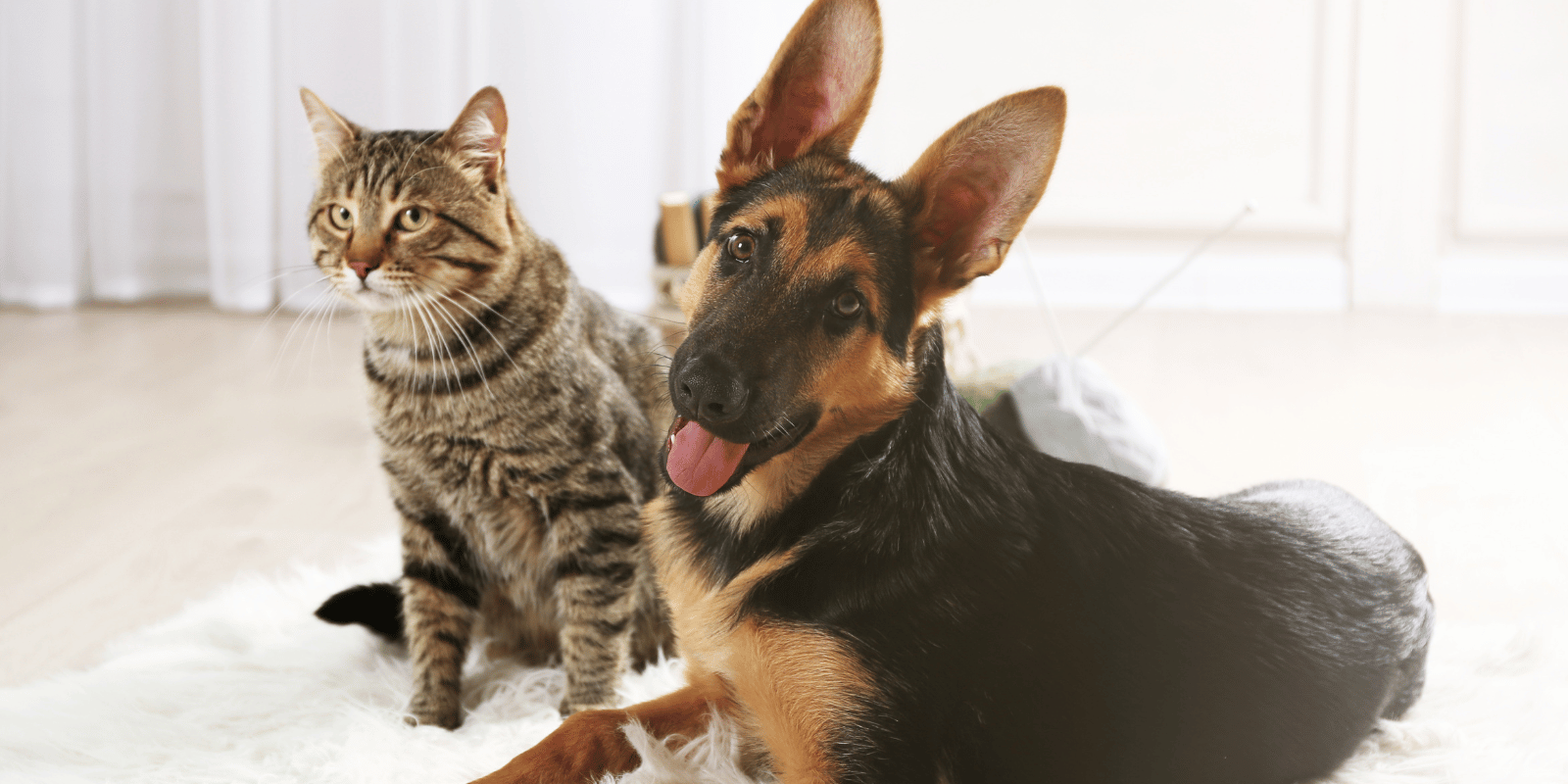 chien-chat-friandises-sans-céréales