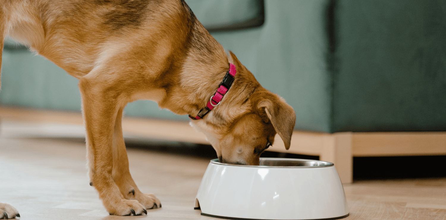Les bienfaits des croquettes sans céréales au Canard pour chien