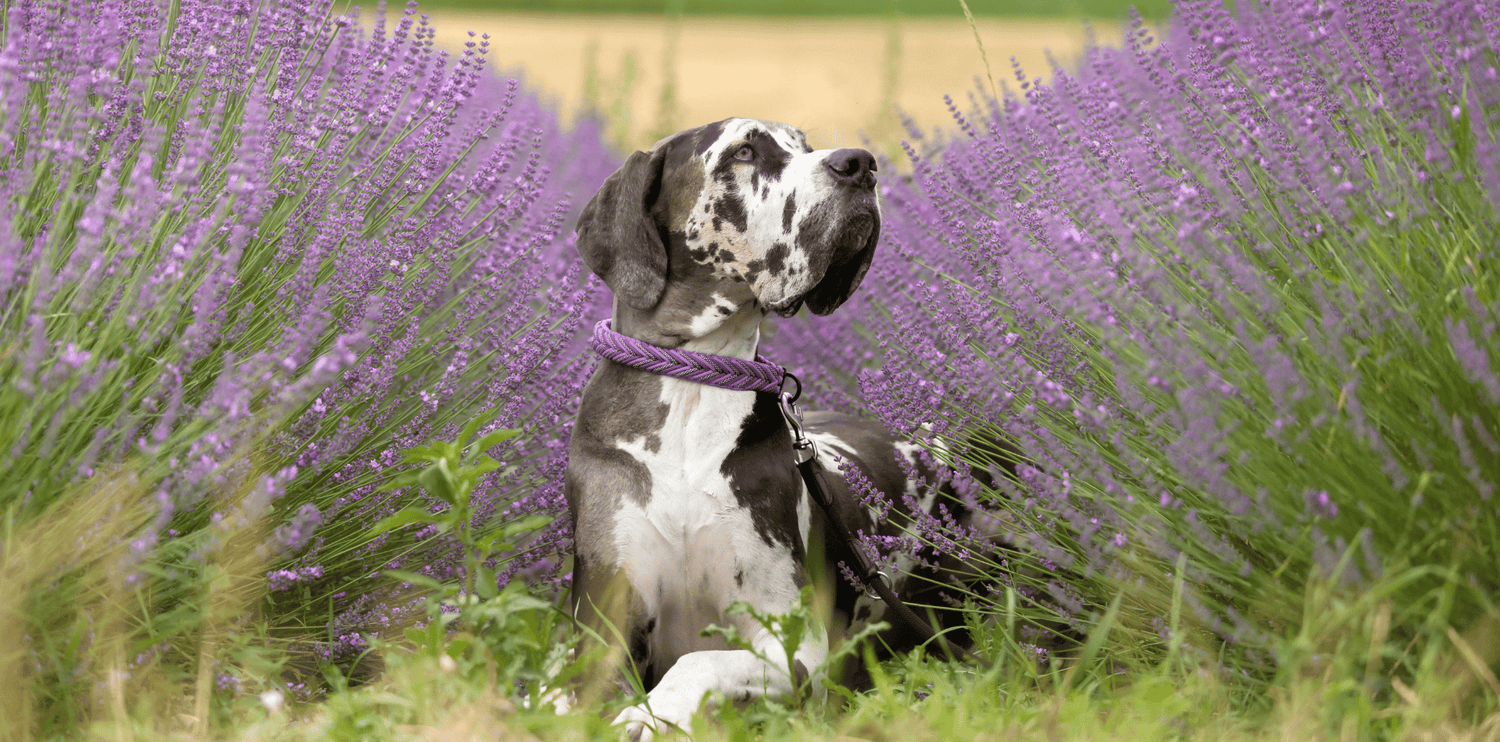 chien grande race top 10