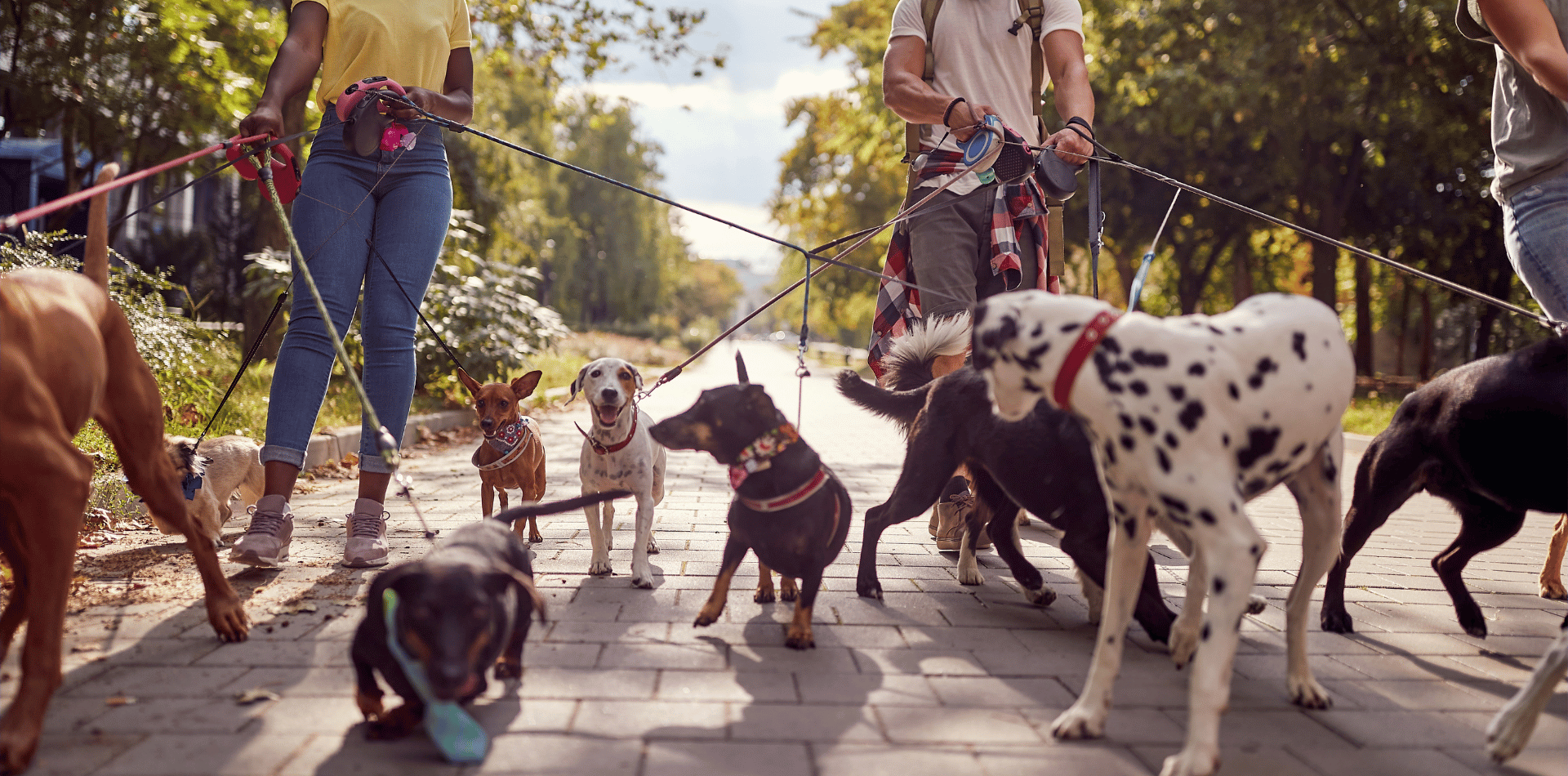 Chiens tenus en laisse à partir du 15 avril !