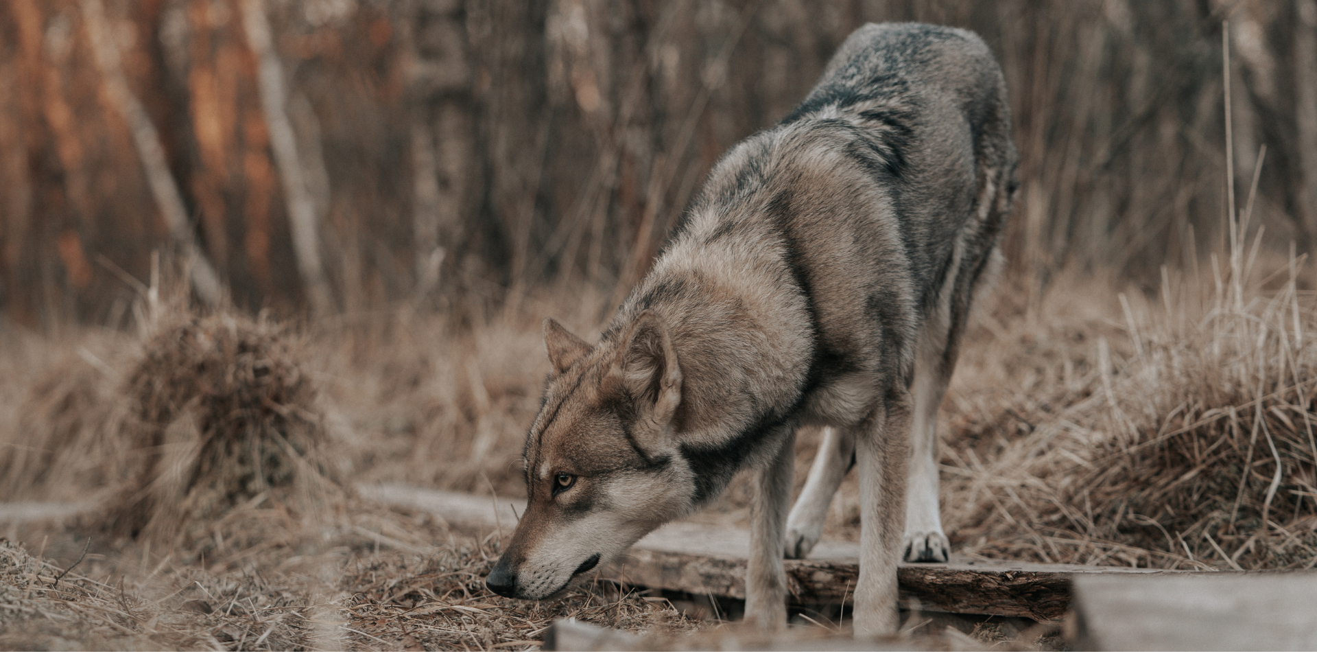 Le loup de Saarloos