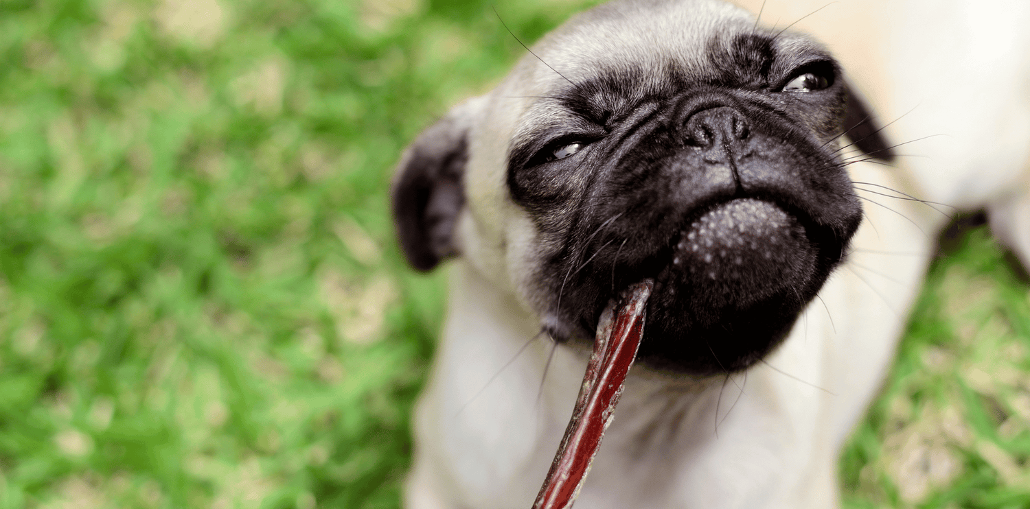 Les friandises naturelles pour favoriser la mastication chez le chien : avantages et inconvénients