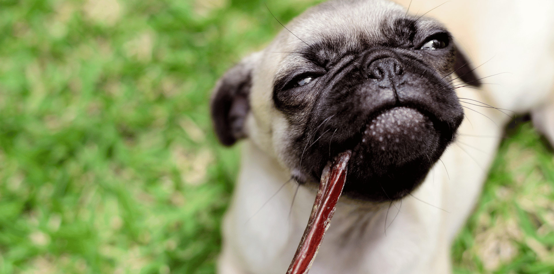 Les friandises naturelles pour favoriser la mastication chez le chien : avantages et inconvénients