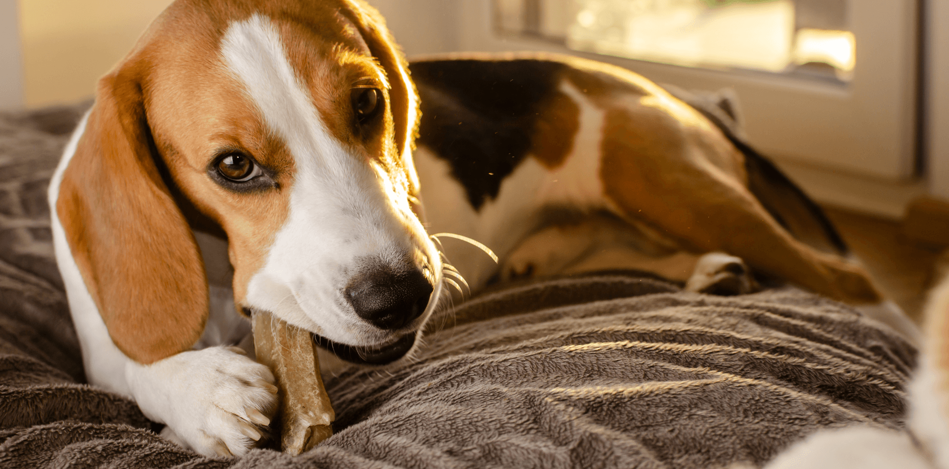 Quels sont les bienfaits de la mastication chez le chien ? - DansMaGamelle