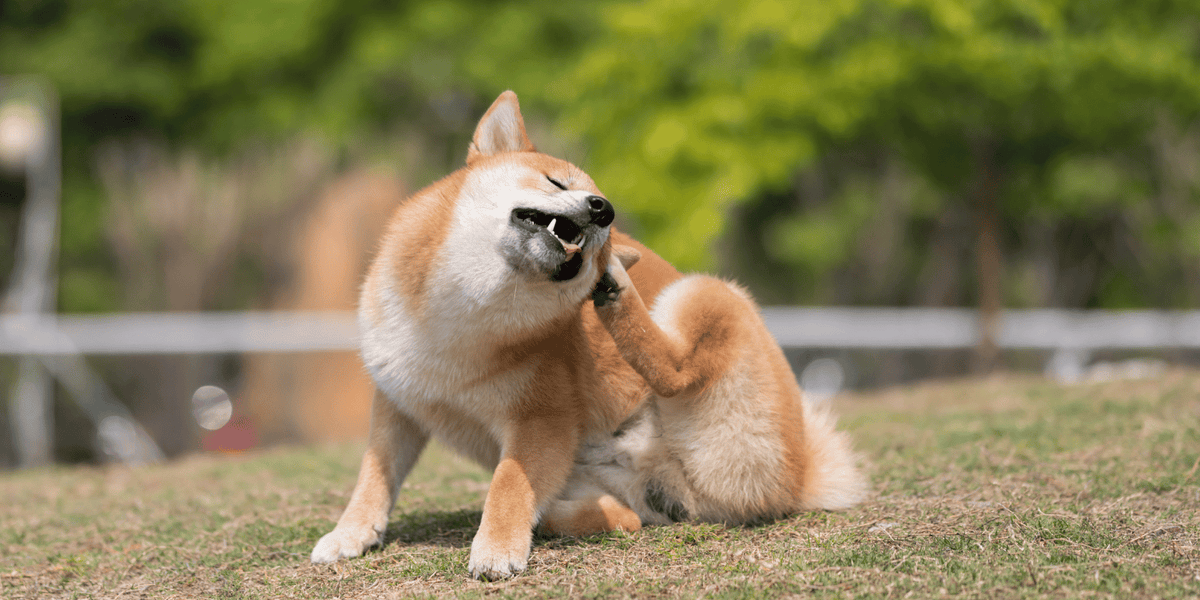 chien-pelliculle-démangeaison-traitement-alimentation-croquettes
