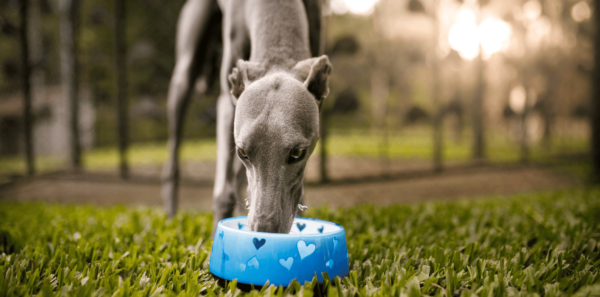 Comment rafraichir son chien en été ! - DansMaGamelle