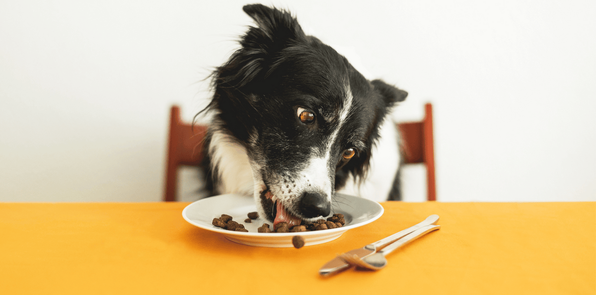 croquettes-chien-agneau-sans-céréaels-bienfaits-vertus