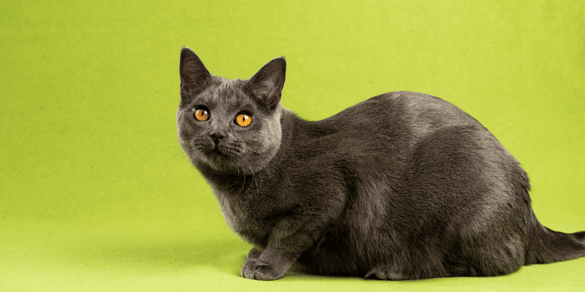 croquettes-chat-chartreux-sans-céréales-peau-pelage-digestion