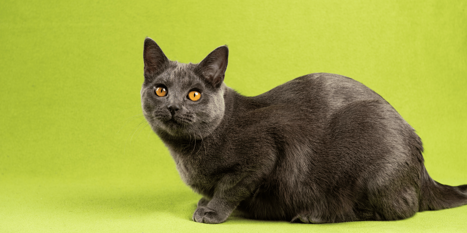 croquettes-chat-chartreux-sans-céréales-peau-pelage-digestion