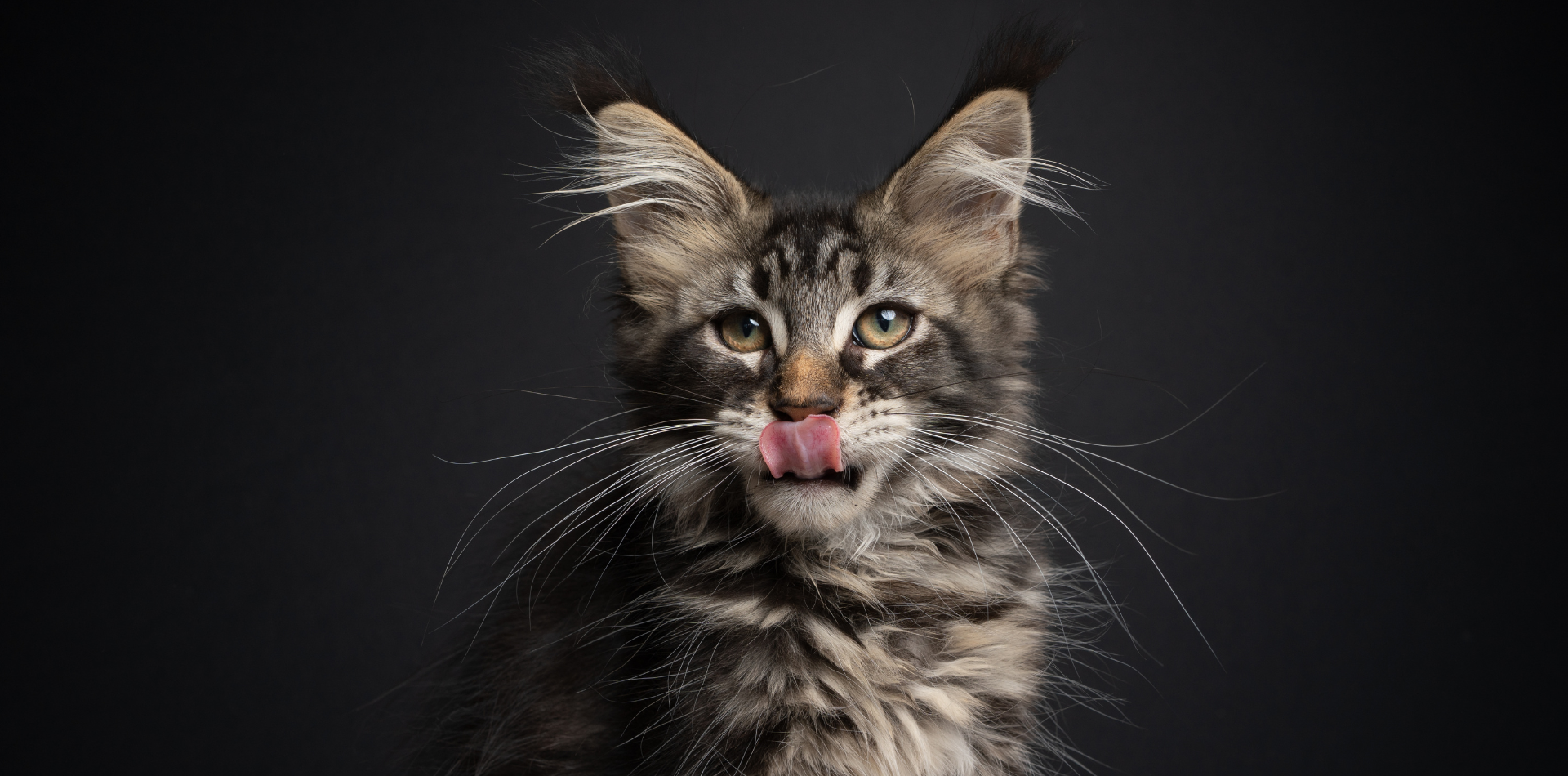 Est ce que je peux donner des croquettes pour chat adulte à mon chaton ?