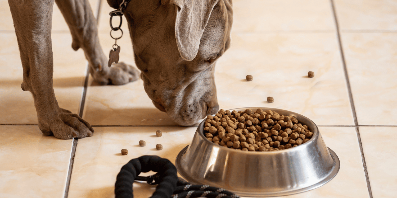 croquettes-sans-céréales-dinde-chien-alimentation