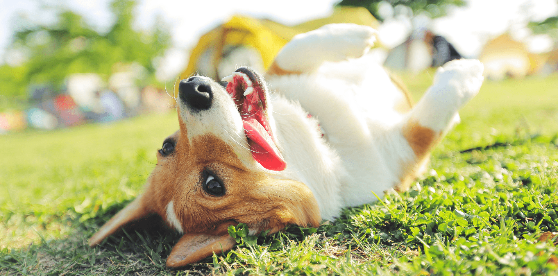 Comment prendre soin des dents de nos chiens ? - DansMaGamelle