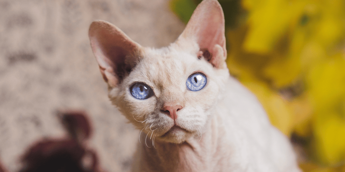 Devon-rex-chat-origine-prix-pelage-alimentation-croquettes