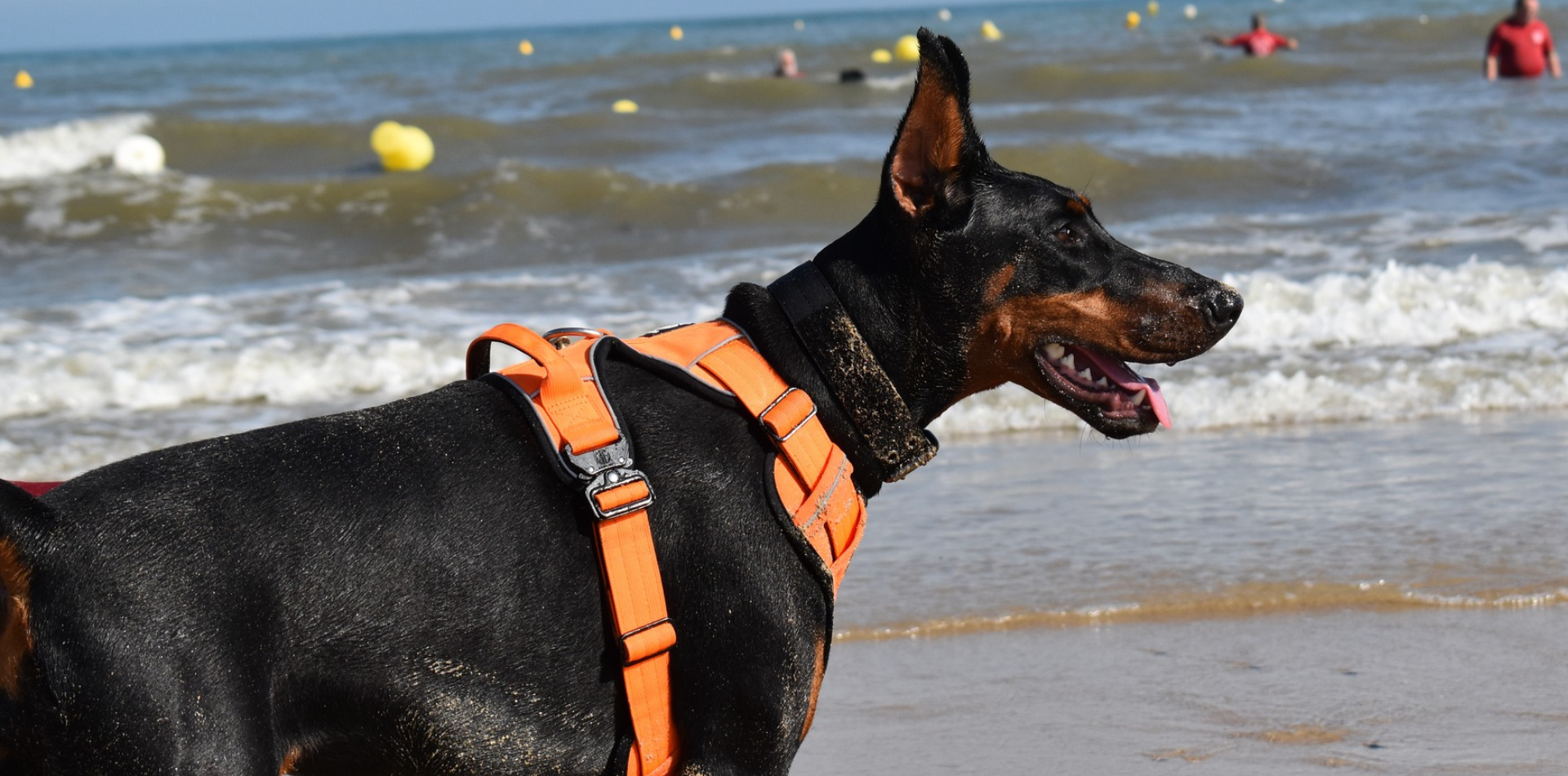 Le Dobermann