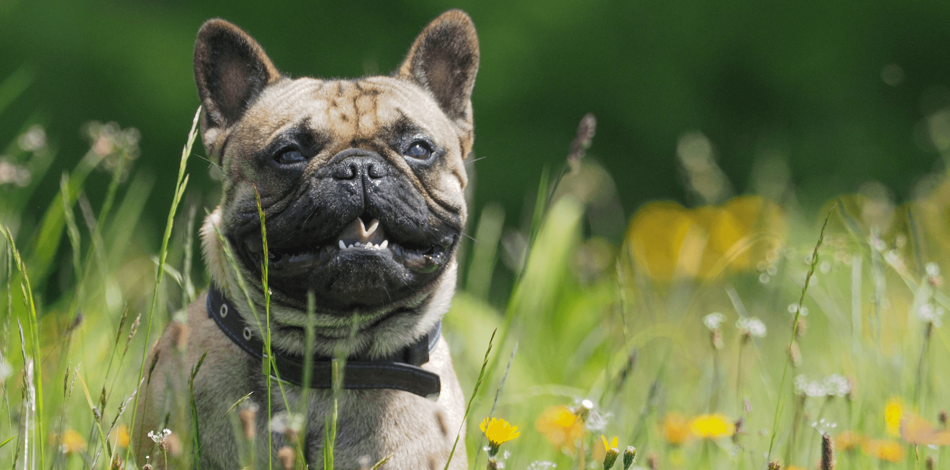 Les flatulences chez le chien - DansMaGamelle