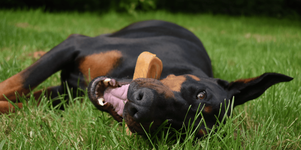 fromage-yak-chien-mastication-tarte-dent