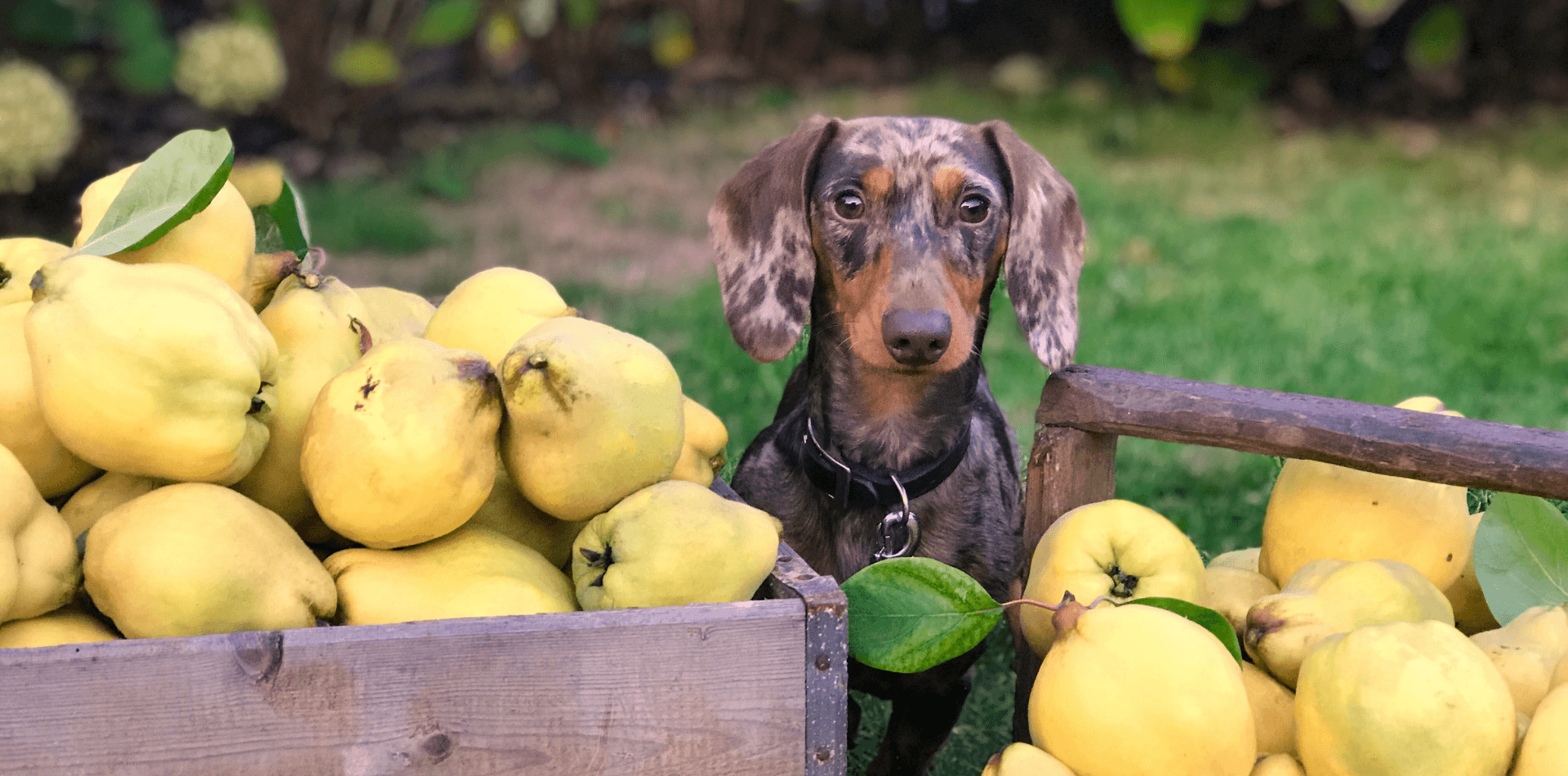 Les fruits et Légumes de l'Automne - DansMaGamelle
