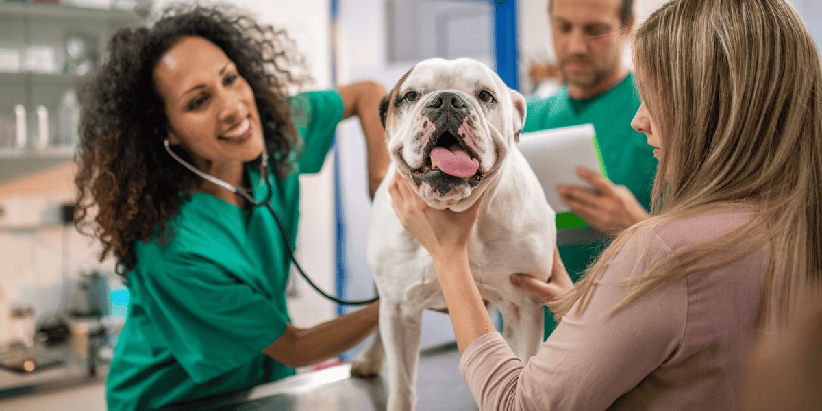 L'inflammation des glandes anales chez le chien : Symptôme, solutions, alimentation