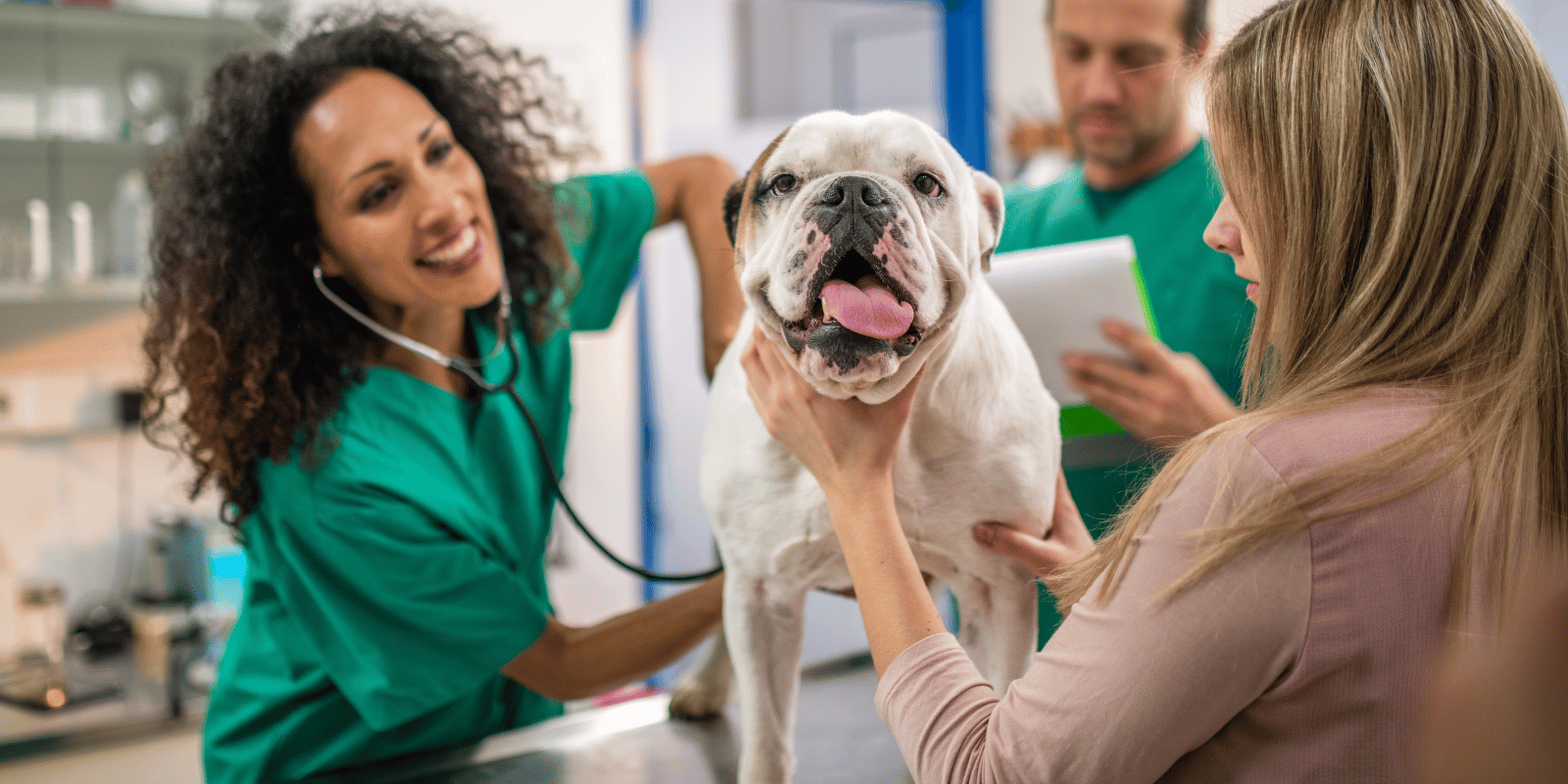 L'inflammation des glandes anales chez le chien : Symptôme, solutions, alimentation