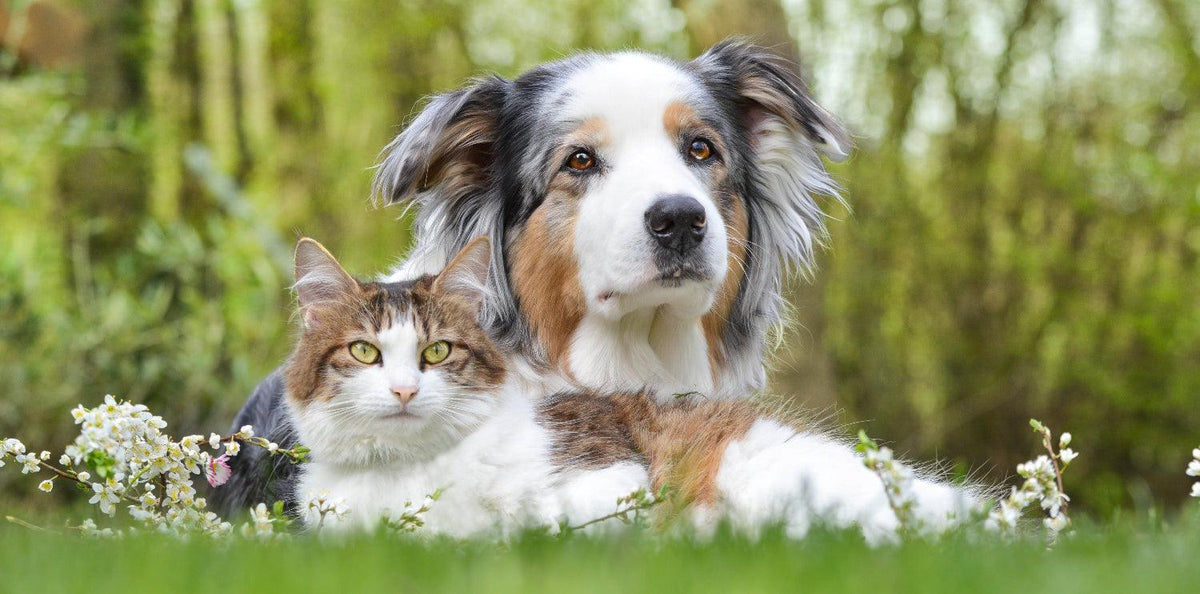 L’importance d'une nourriture saine et équilibrée pour votre chien ou chat
