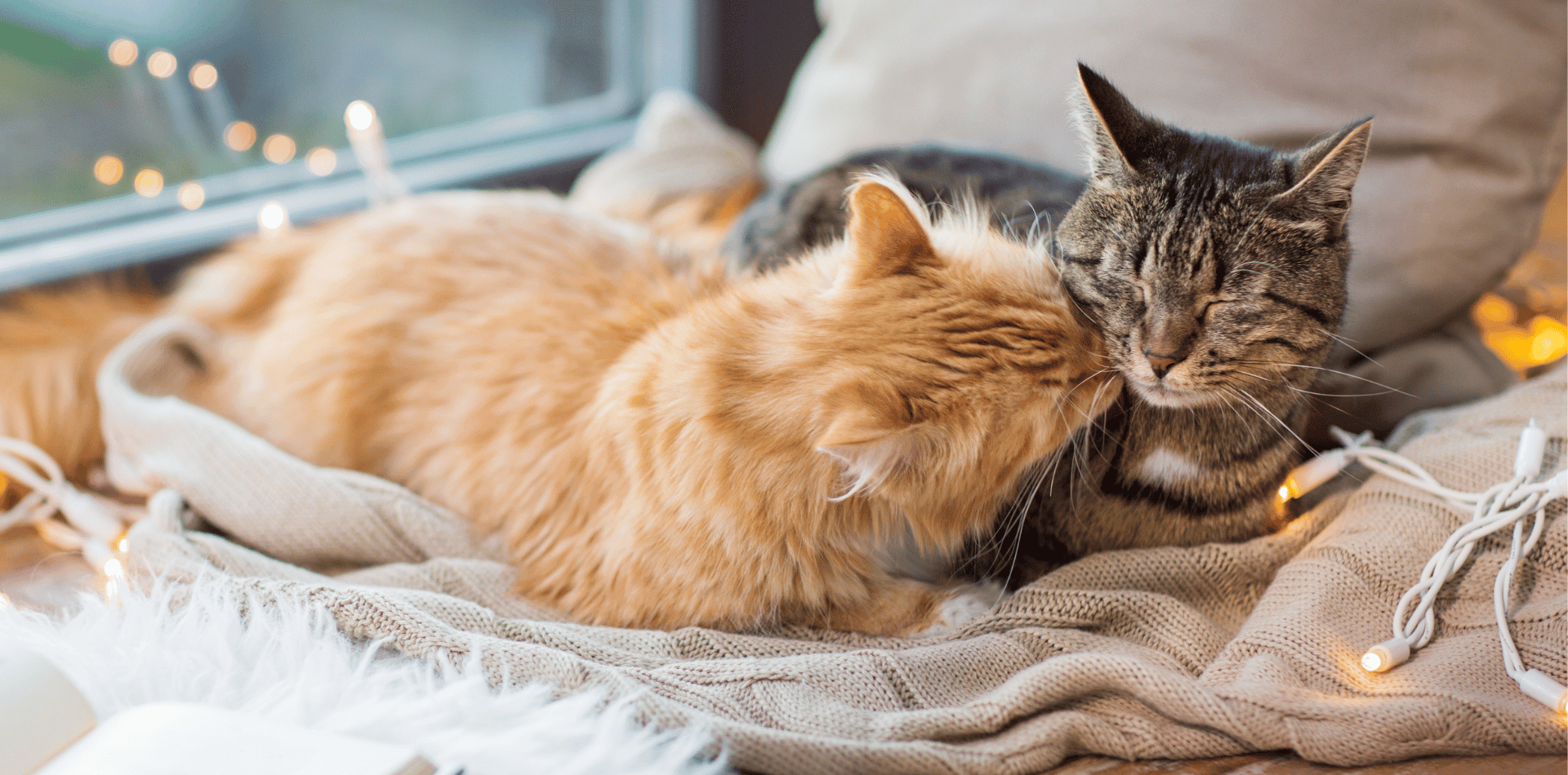 La couleur des chats influencent elles leur caractère ? - DansMaGamelle