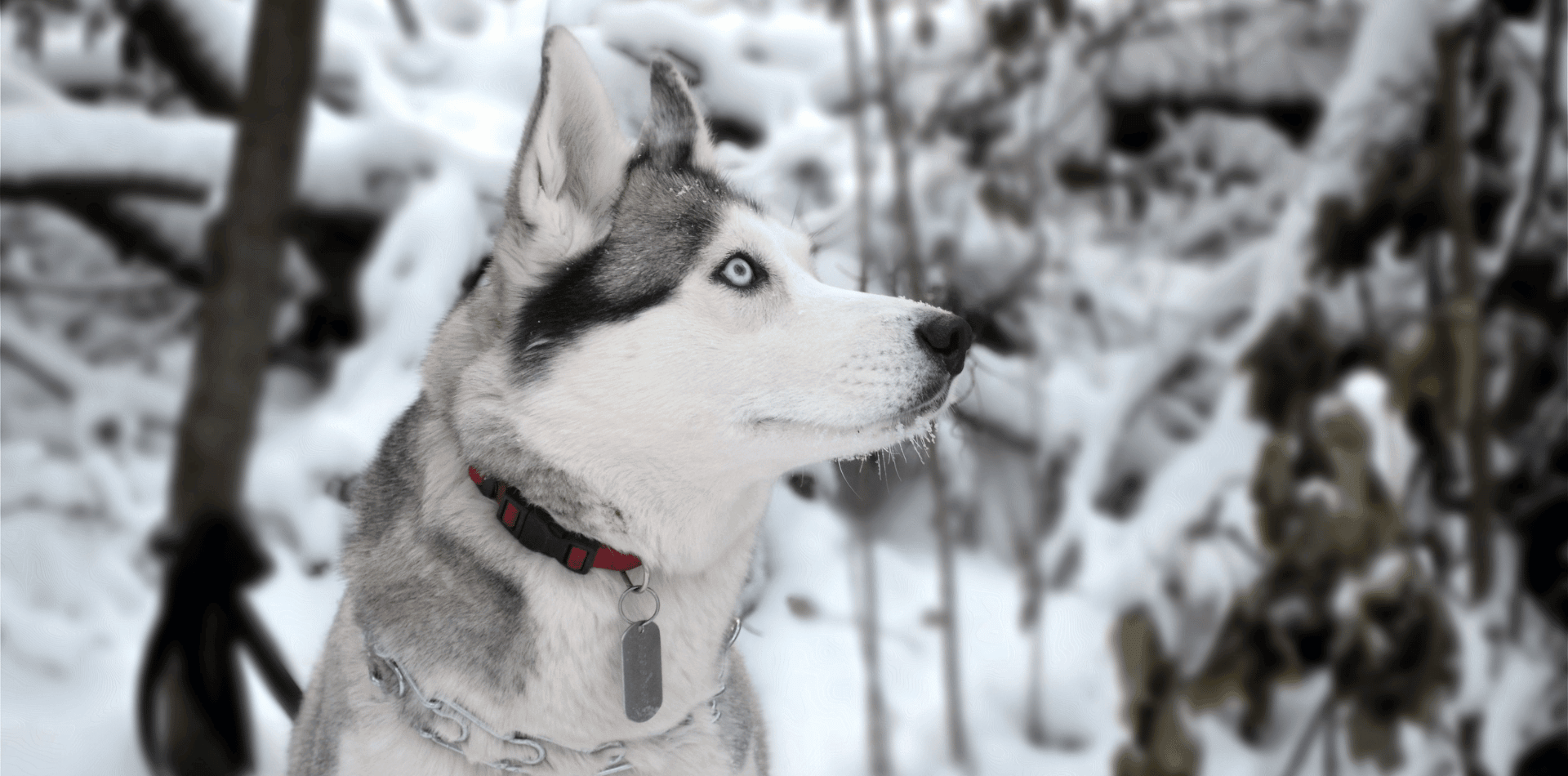 Le Husky - DansMaGamelle
