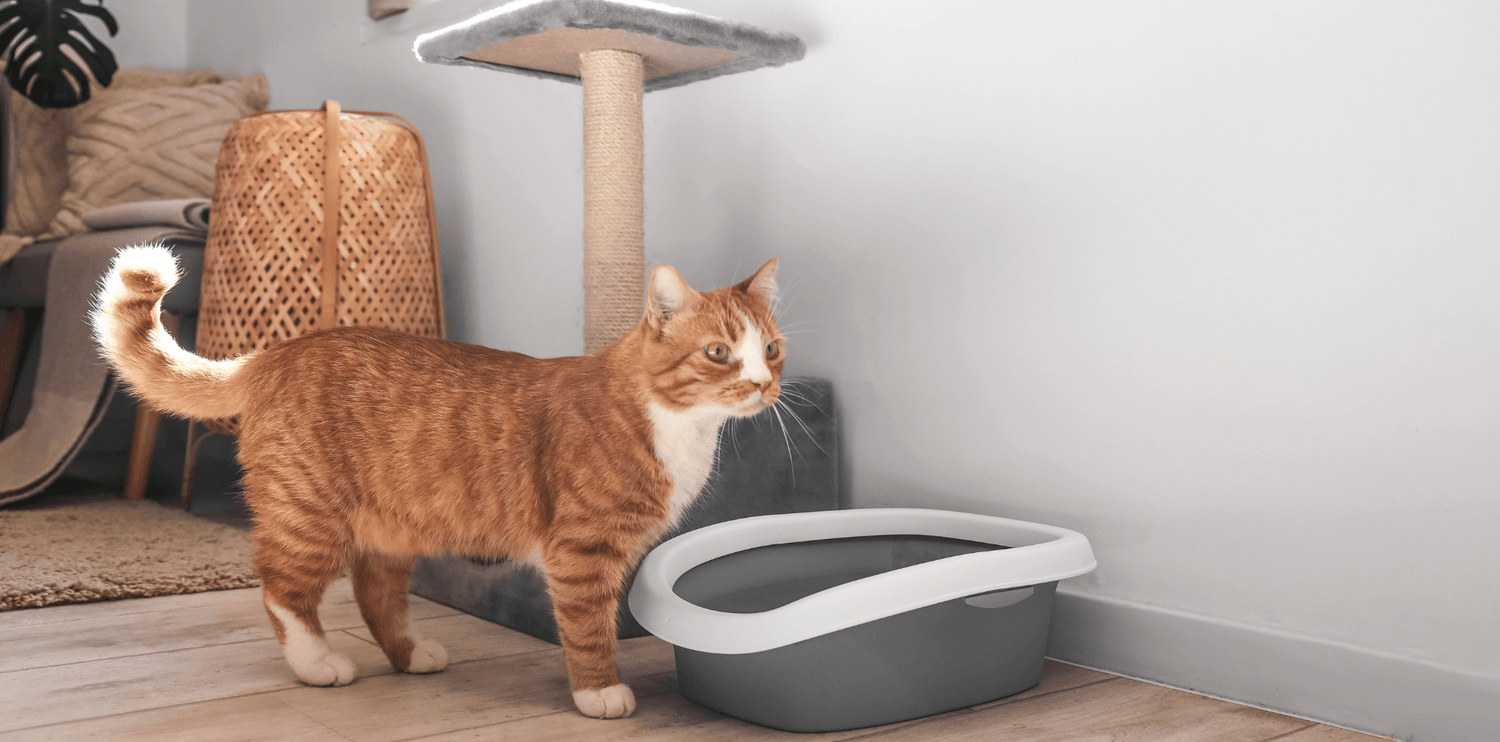 Mon chat n'utilise pas sa litière, que faire ? - DansMaGamelle