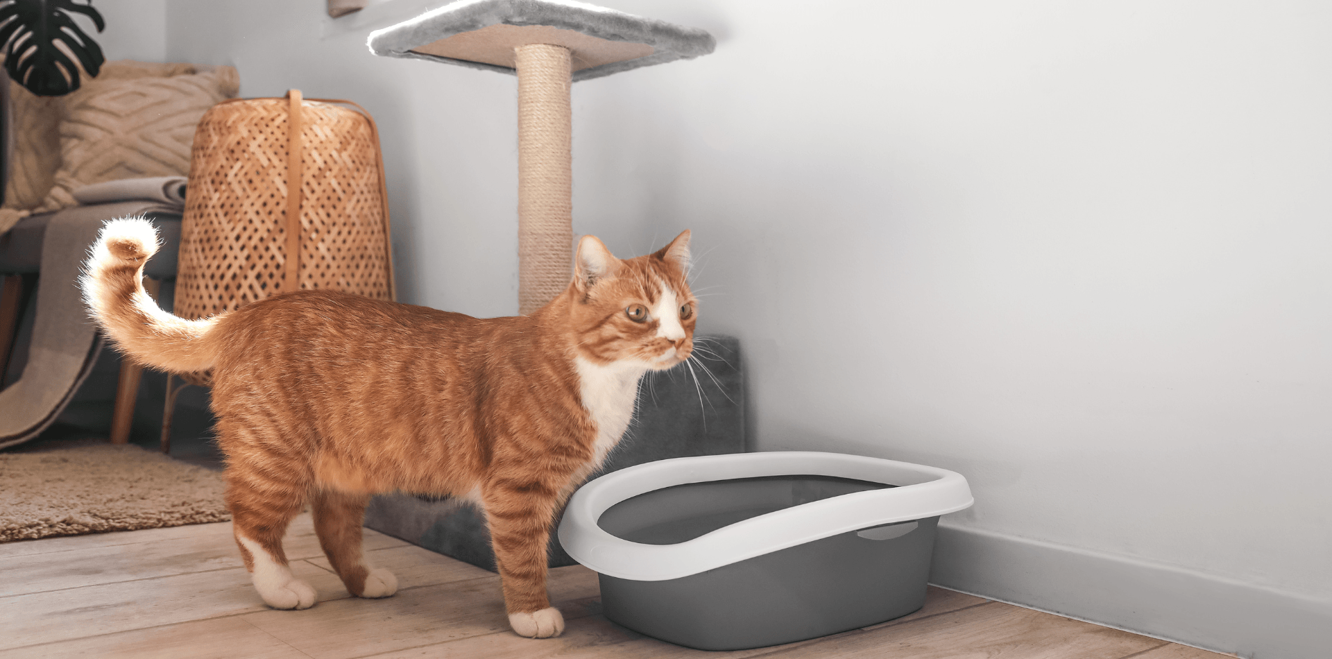 Mon chat n'utilise pas sa litière, que faire ? - DansMaGamelle