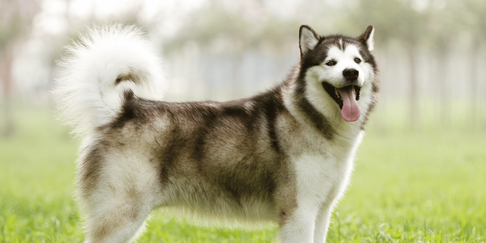 malamute-alaska-croquettes-caractere-origine