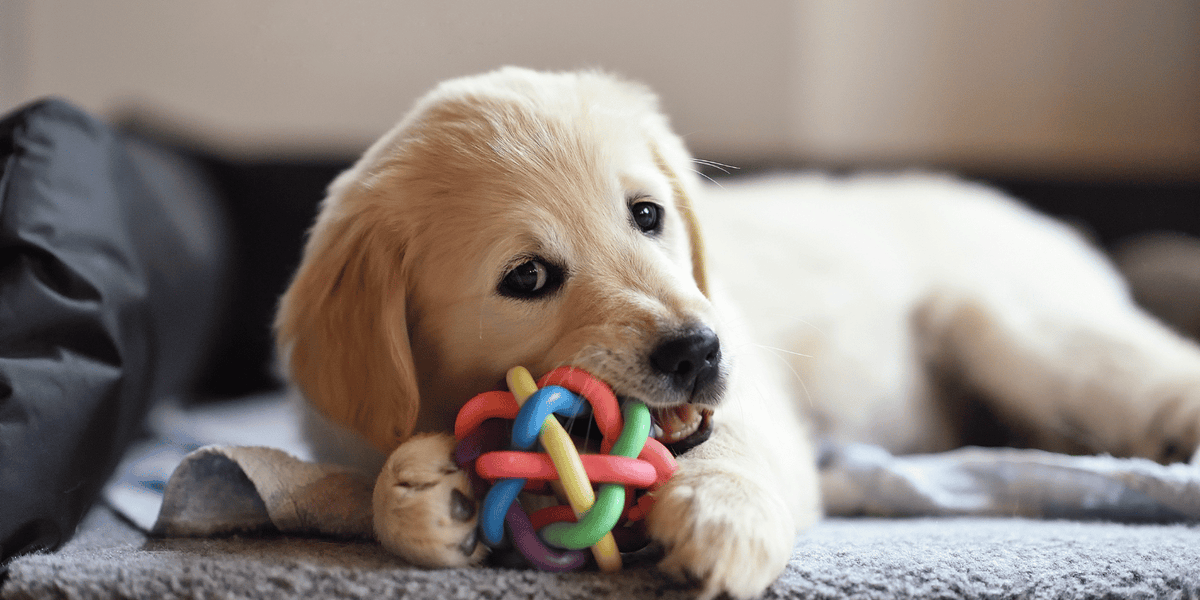 mastication-chien-mauvaise-haleine-solution