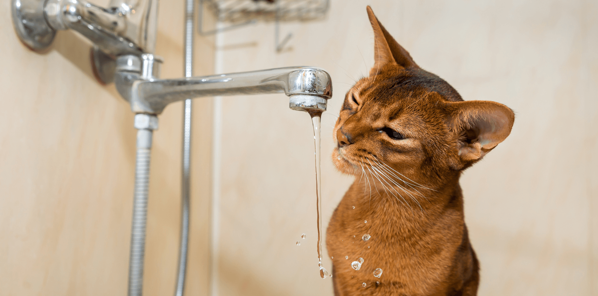 Mon chat ne boit pas, que faire ? - DansMaGamelle