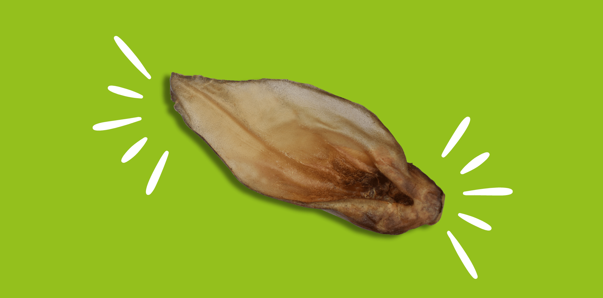 Les Oreilles de Boeuf, une mastication idéale pour le chien