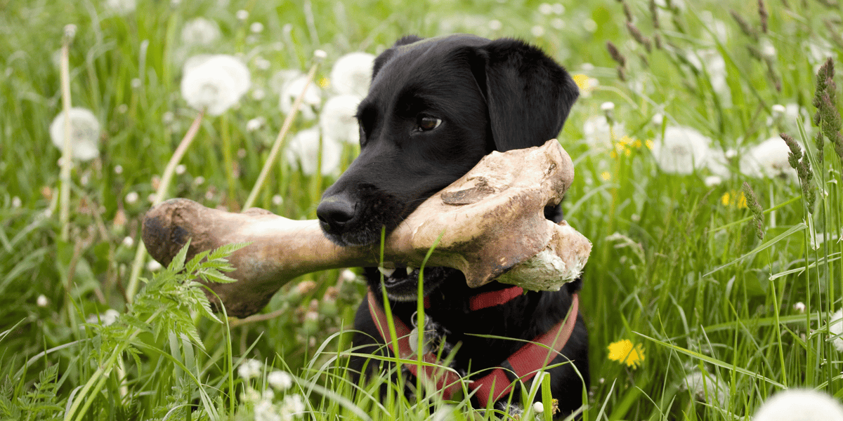 Peut-on-donner des os à son chien sans danger ?