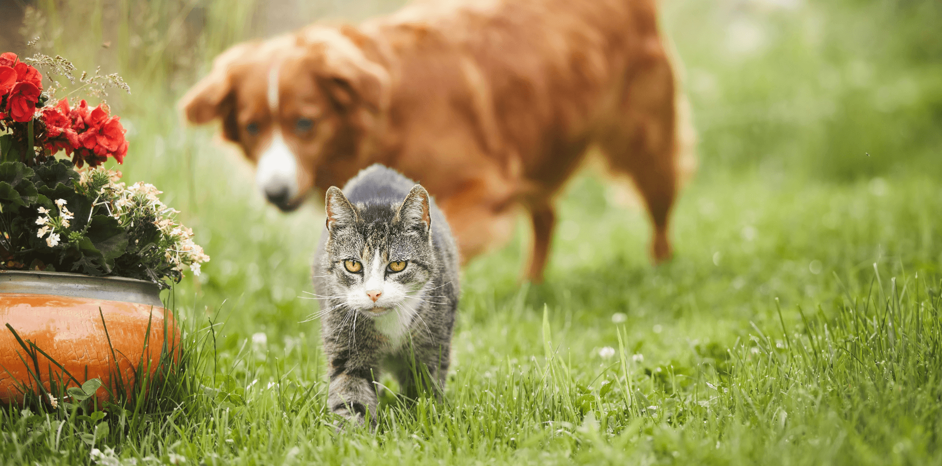 Quelles plantes de jardin sont dangereuses pour nos chiens et chats ? - DansMaGamelle