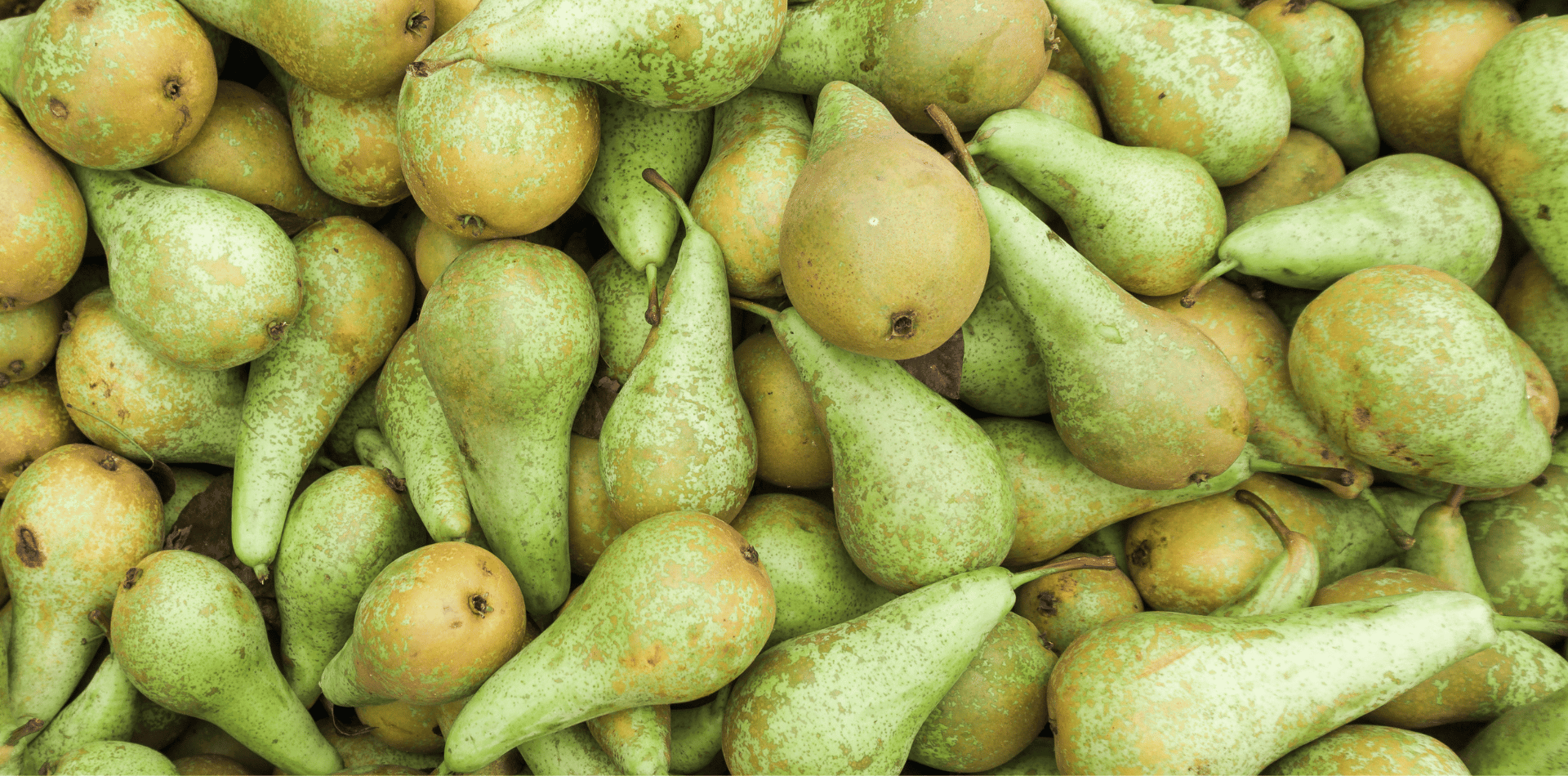 poire-toxique-chien-et-chat-bienfaits-vitamines