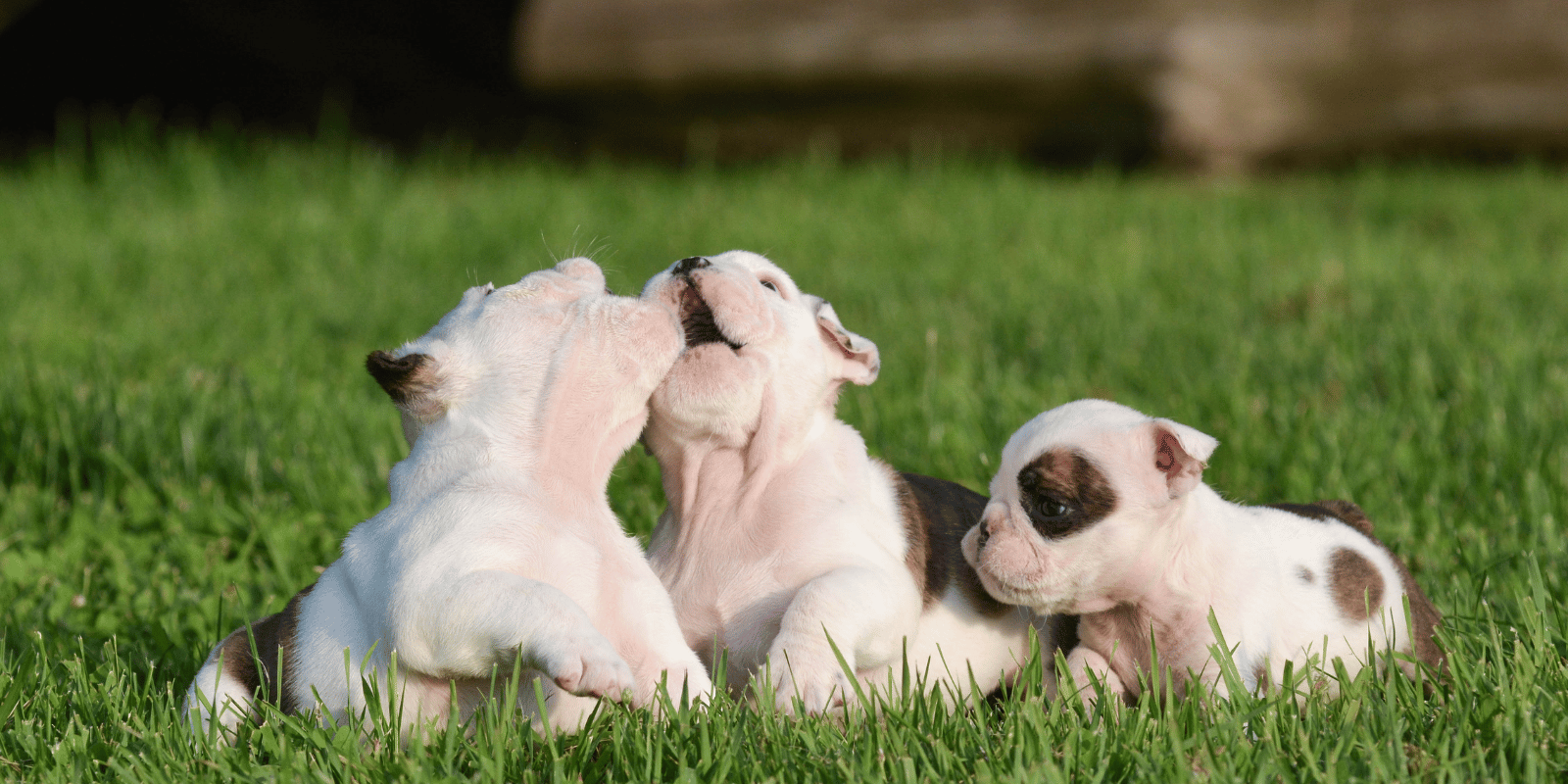 quand-nourrir-chiot-croquettes-sans-céréales-chien