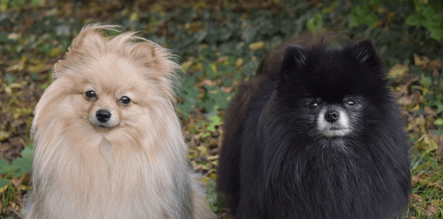 Le Spitz - DansMaGamelle