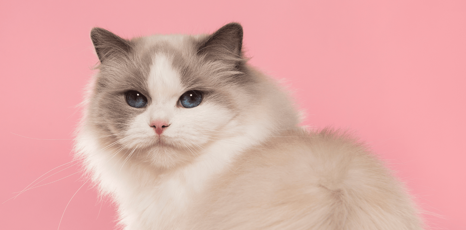 Le Ragdoll : tout savoir sur la race