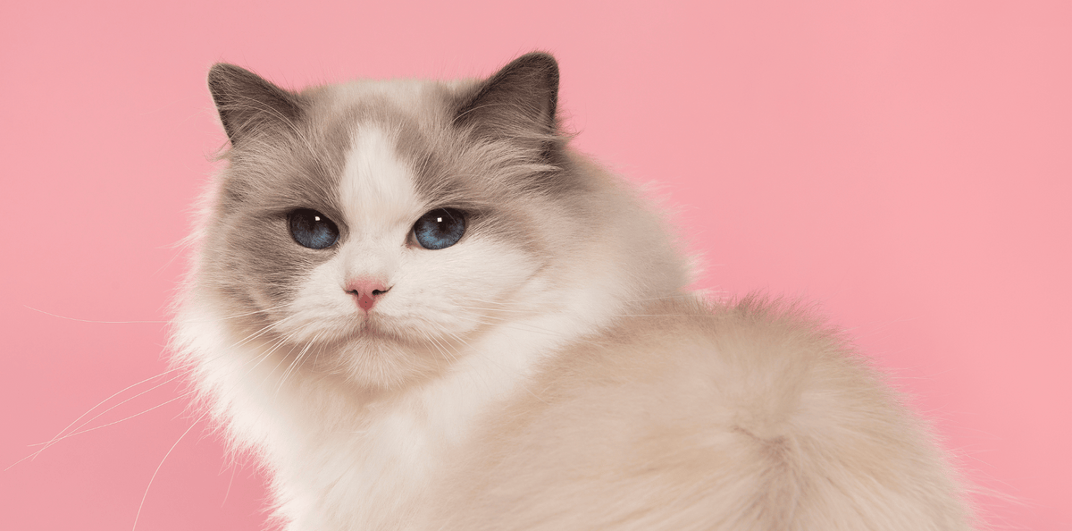 Le Ragdoll : tout savoir sur la race