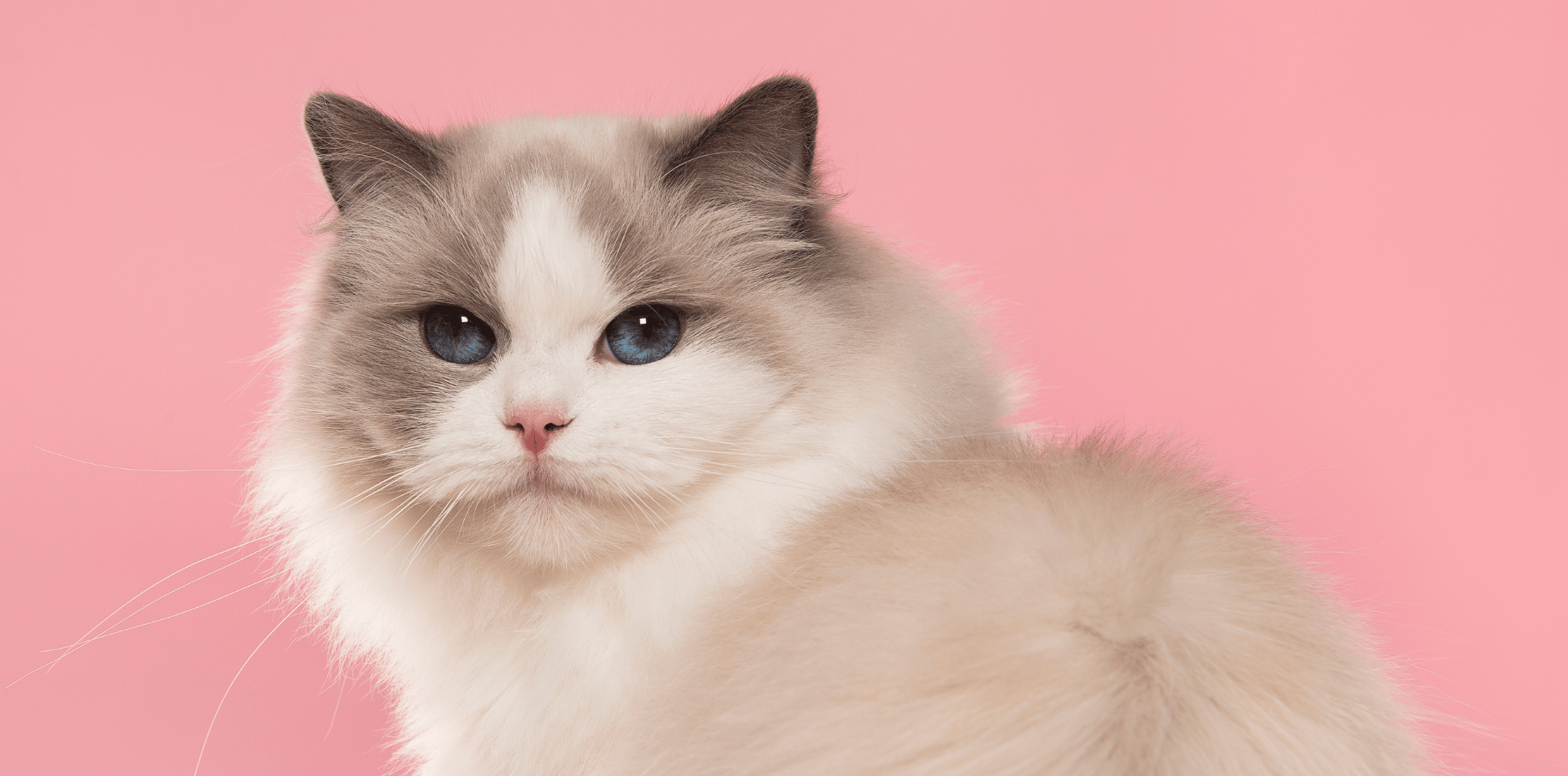 Le Ragdoll : tout savoir sur la race