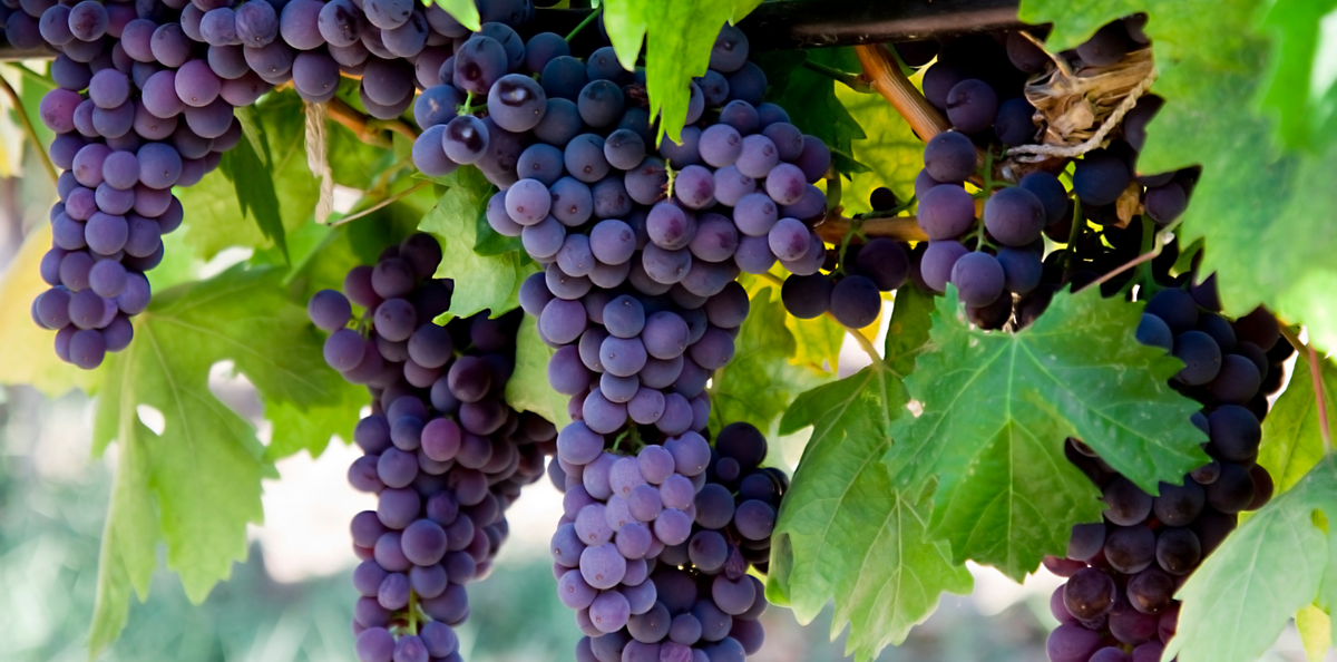 Le raisin, est il toxique pour les chiens et les chats ?