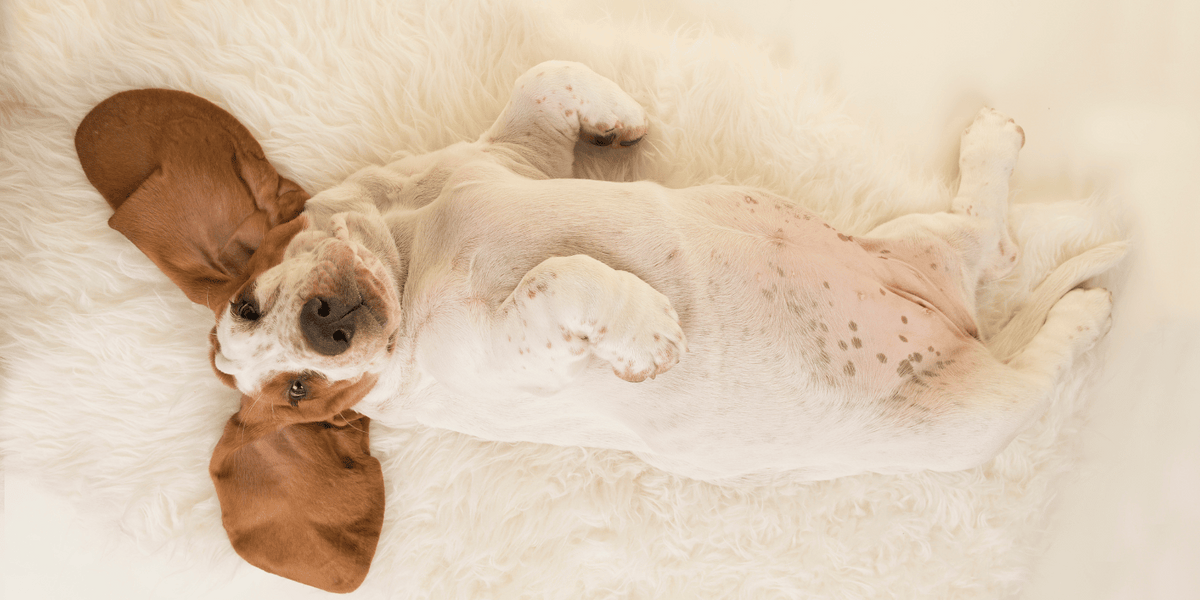 Le reflux chez le chien : symptômes, causes et solutions