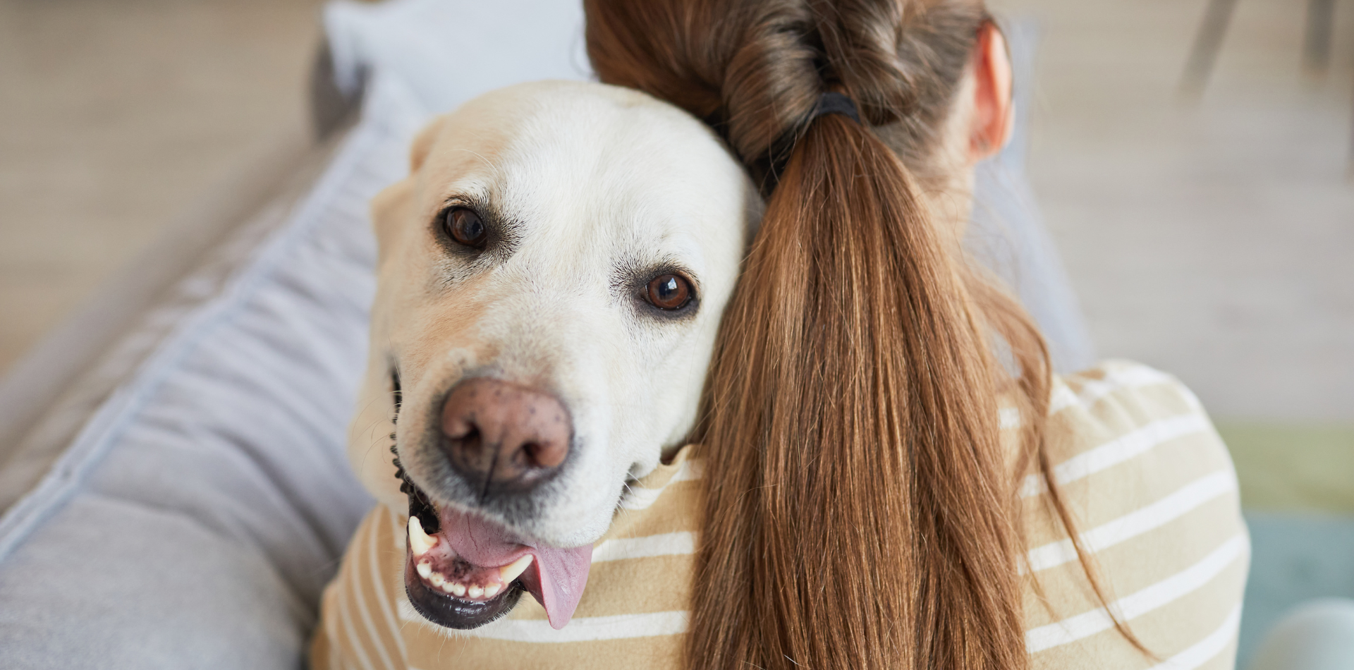 Reprendre le rythme du travail après les vacances, comment ne pas impacter nos chiens et chats ?
