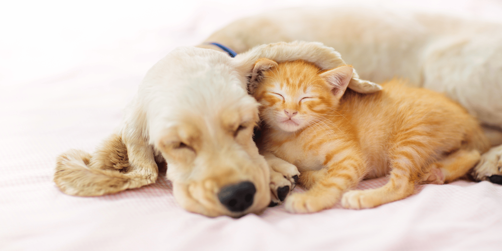 Agenda 2025 : Tous les Salons du Chien et du Chat en France