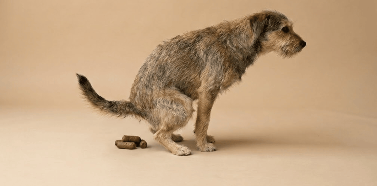 alimentation croquettes chien selles molles solutions