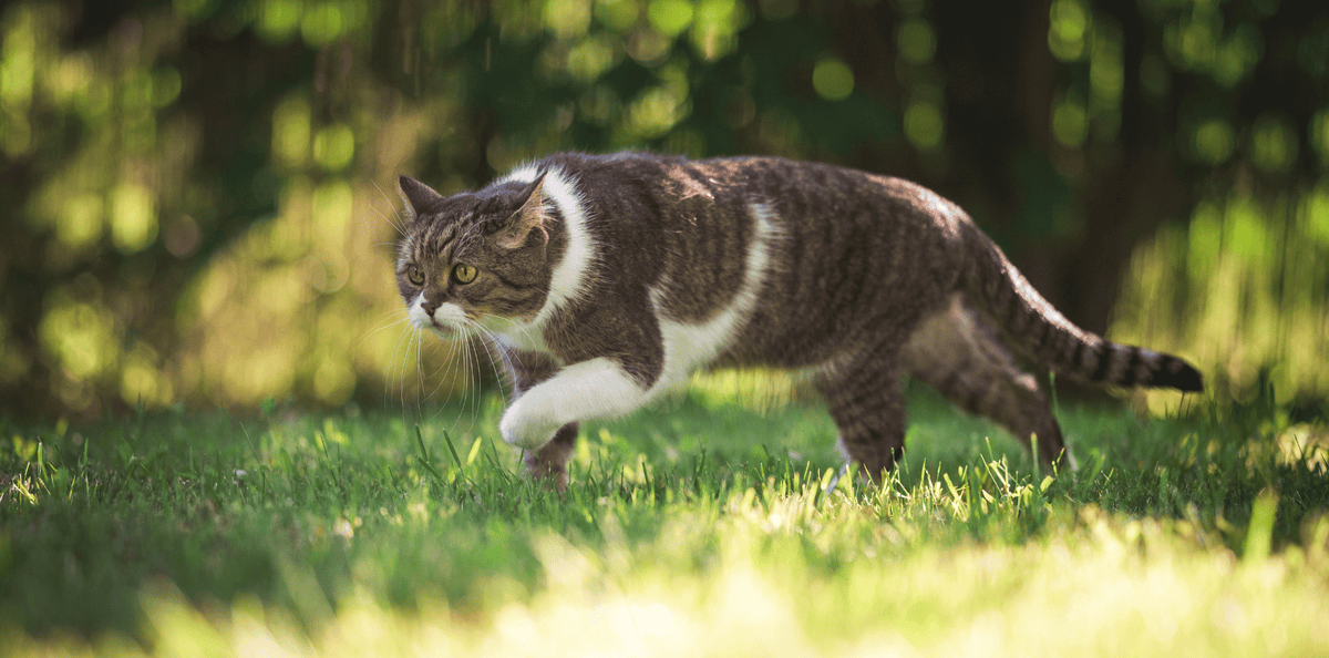 Croquettes-chat-sans-céréales-alimentation