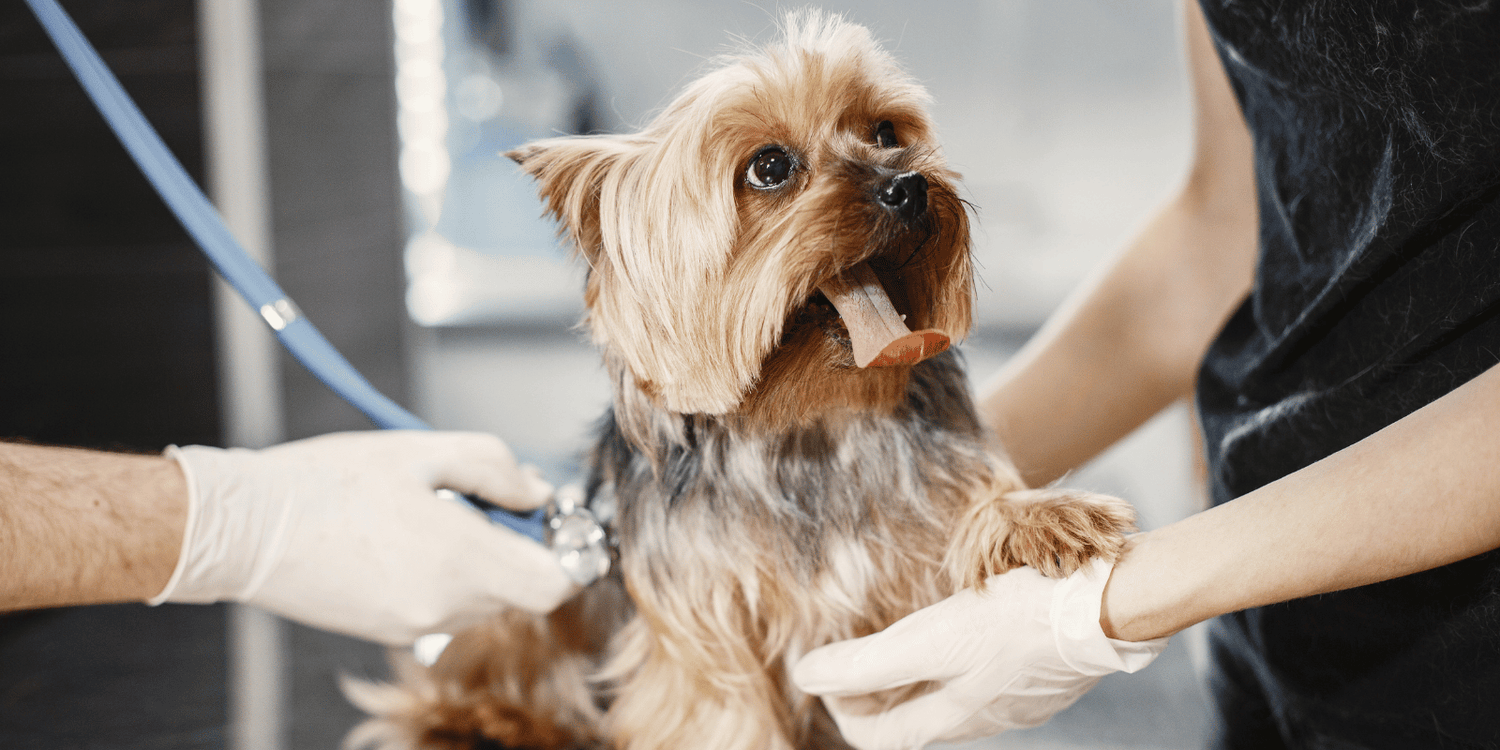 vermifuge-chien-fréquence-friandises-croquettes