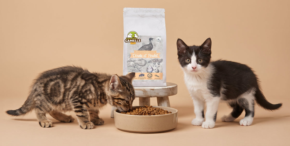 Croquettes sans céréales Chaton Dinde et Poulet - Dans Ma Gamelle