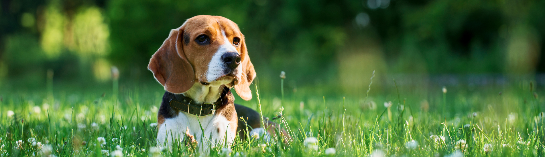 Croquettes sans céréales pour Beagle