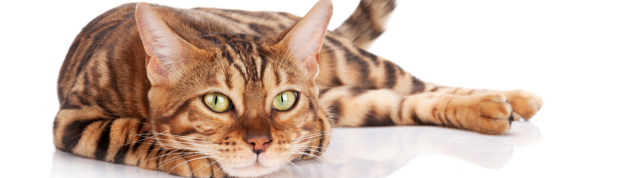 croquettes bengal